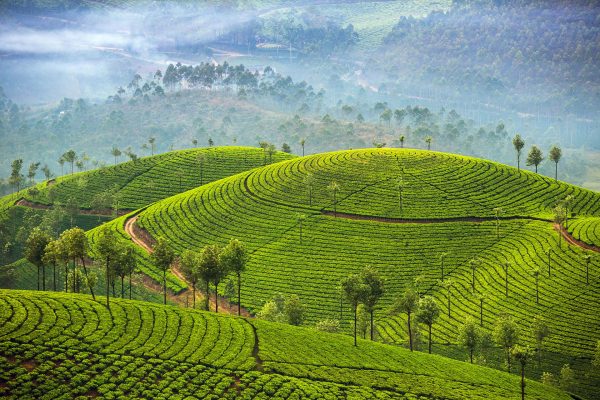 Tea plantations in Munnar, Kerala, India