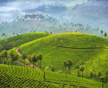 Tea plantations in Munnar, Kerala, India